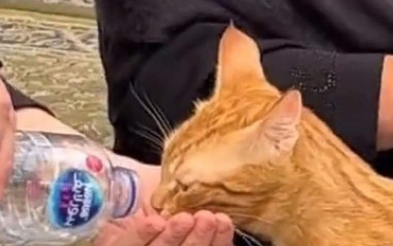 آب دادن به گربه در مسجد نبوی