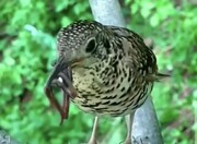 تصاویر لحظه دیدنی غذا دادن یک پرنده به جوجه‌هایش | واکنش جالب و زیبای جوجه‌ها را ببینید