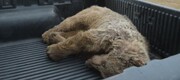تعقیب ناجوانمردانه خرس قهوه‌ای در اردبیل | عاملان تلف شدن خرس تحت تعقیب قرار می‌گیرند