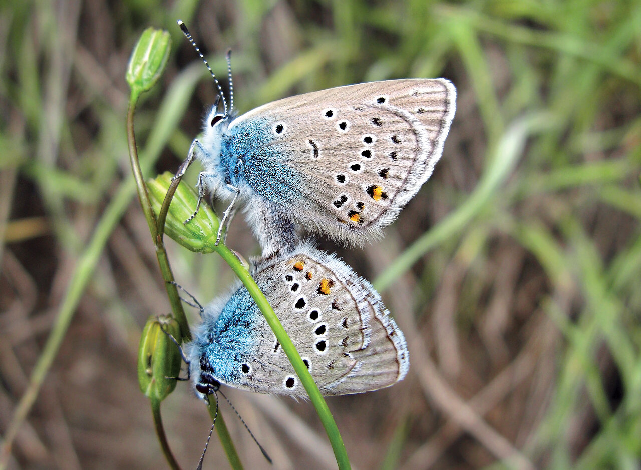 به تماشای زیباترین نماد عشق در ایران برویم