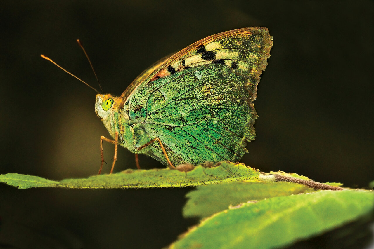به تماشای زیباترین نماد عشق در ایران برویم