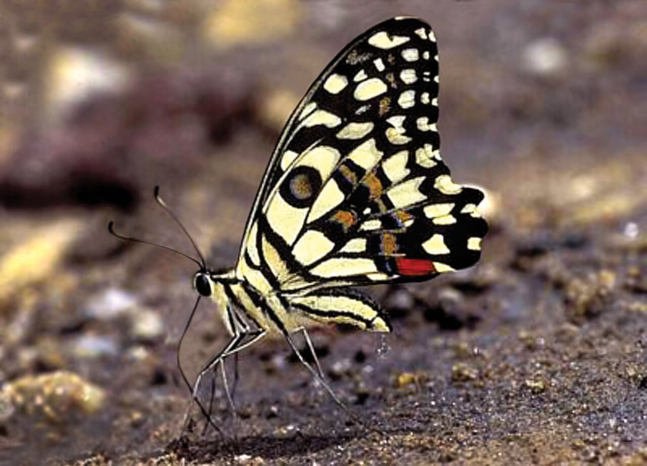 به تماشای زیباترین نماد عشق در ایران برویم