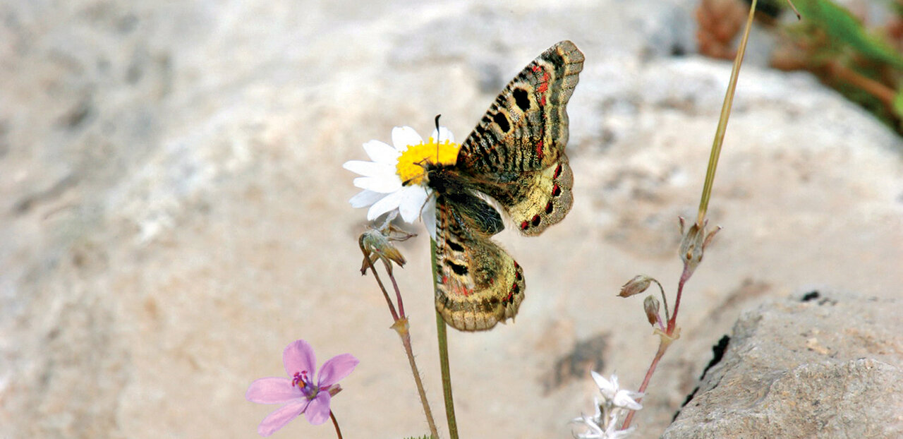 به تماشای زیباترین نماد عشق در ایران برویم