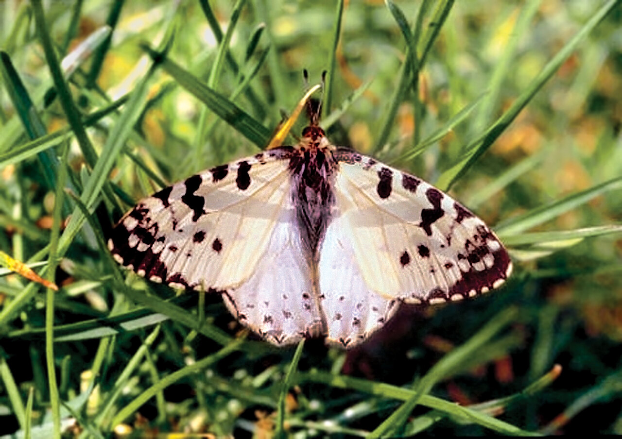 به تماشای زیباترین نماد عشق در ایران برویم