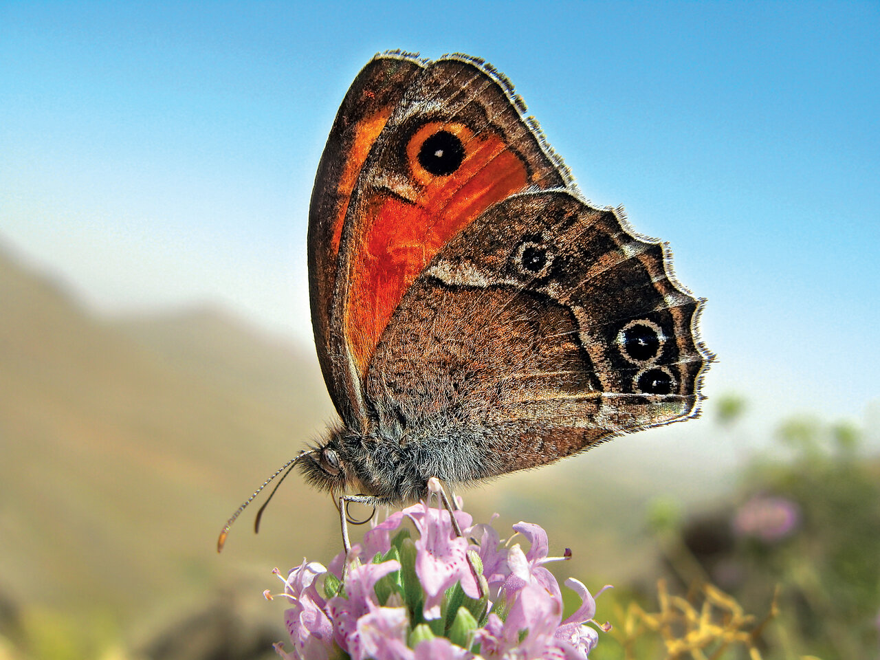 به تماشای زیباترین نماد عشق در ایران برویم