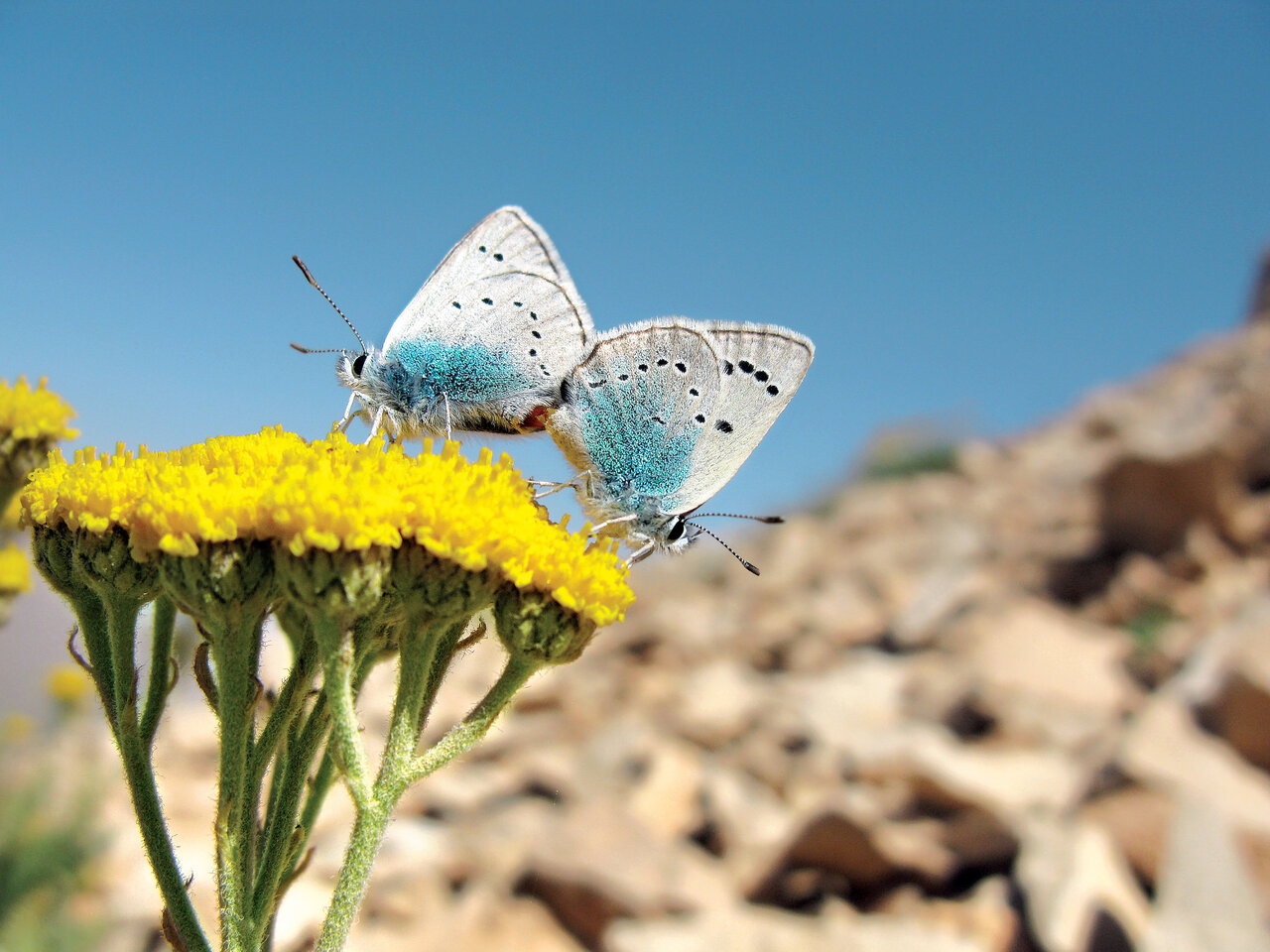 به تماشای زیباترین نماد عشق در ایران برویم
