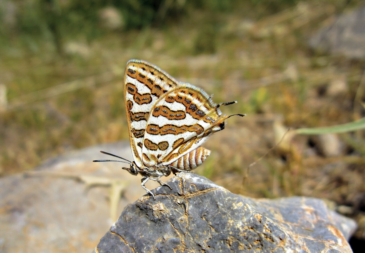 به تماشای زیباترین نماد عشق در ایران برویم