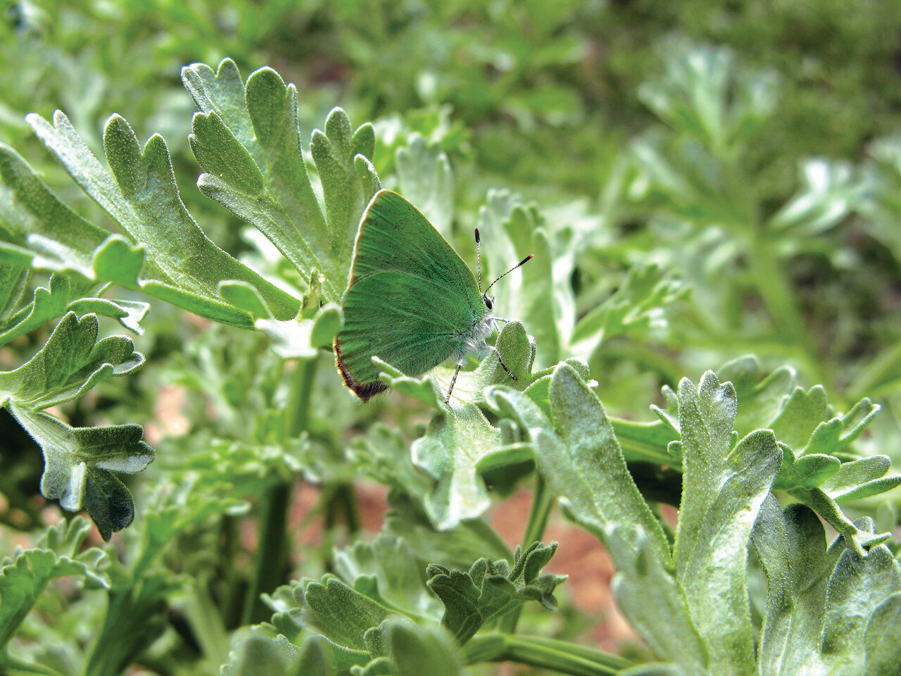 به تماشای زیباترین نماد عشق در ایران برویم