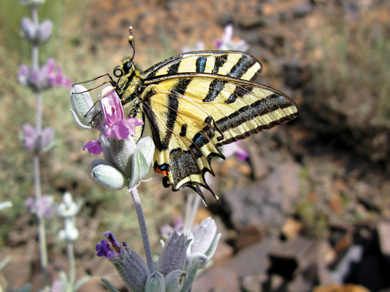 به تماشای زیباترین نماد عشق در ایران برویم