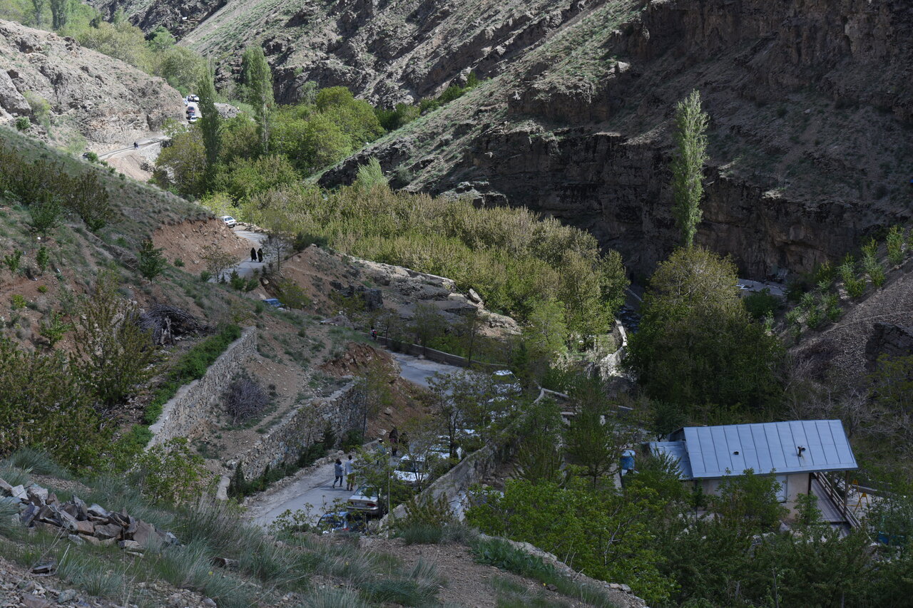  عکس | تاراج گنج سبز کوه‌های تهران | گیاهان انحصاری تهران کجا تکثیر می‌شود؟