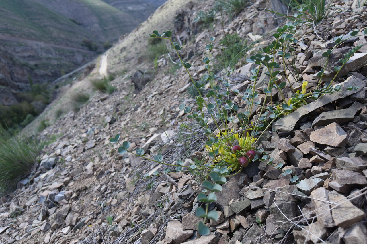  عکس | تاراج گنج سبز کوه‌های تهران | گیاهان انحصاری تهران کجا تکثیر می‌شود؟