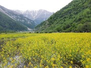 ببینید | اینجا بهشت گردشگری ایران است | دشت زیبای دریاسر محصور در گل‌های زرد