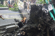عکس | سقوط یک درخت کهنسال در خیابان ولیعصر (عج)