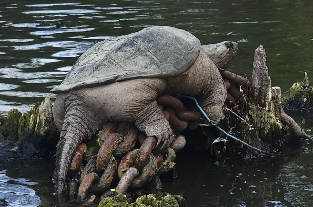 لاکپشت غولپیکر