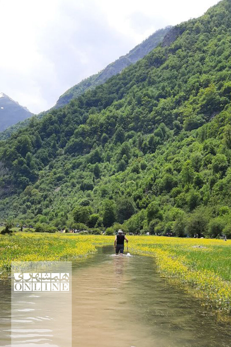 ببینید | اینجا بهشت گردشگری ایران است | دشت زیبای دریاسر محصور در گلهای زرد