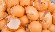 ببینید | تخم مرغ را به این دلیل خطرناک قبل از پخت بشویید