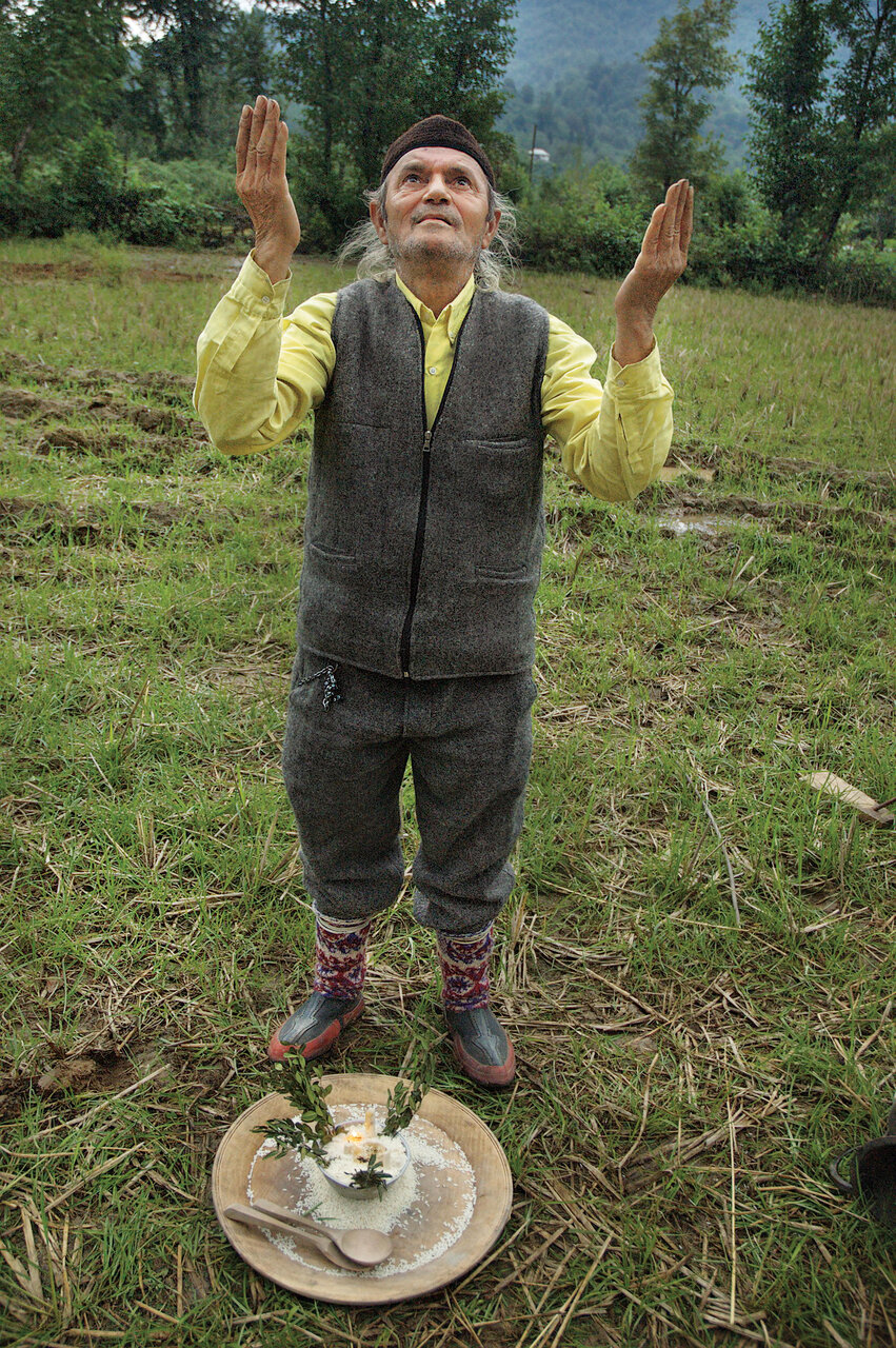 همه چیز درباره برگزاری مراسم آیینی شکرگزاری برنج در گیلان
