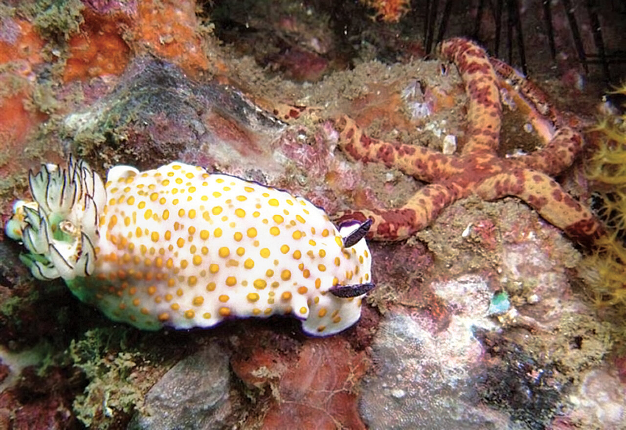 تصاویر | رنگینکمانها زیر آبهای خلیج فارس