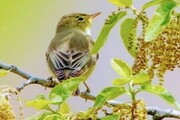 حضور این پرنده زیبا برای اولین بار در استان کردستان ثبت شد
