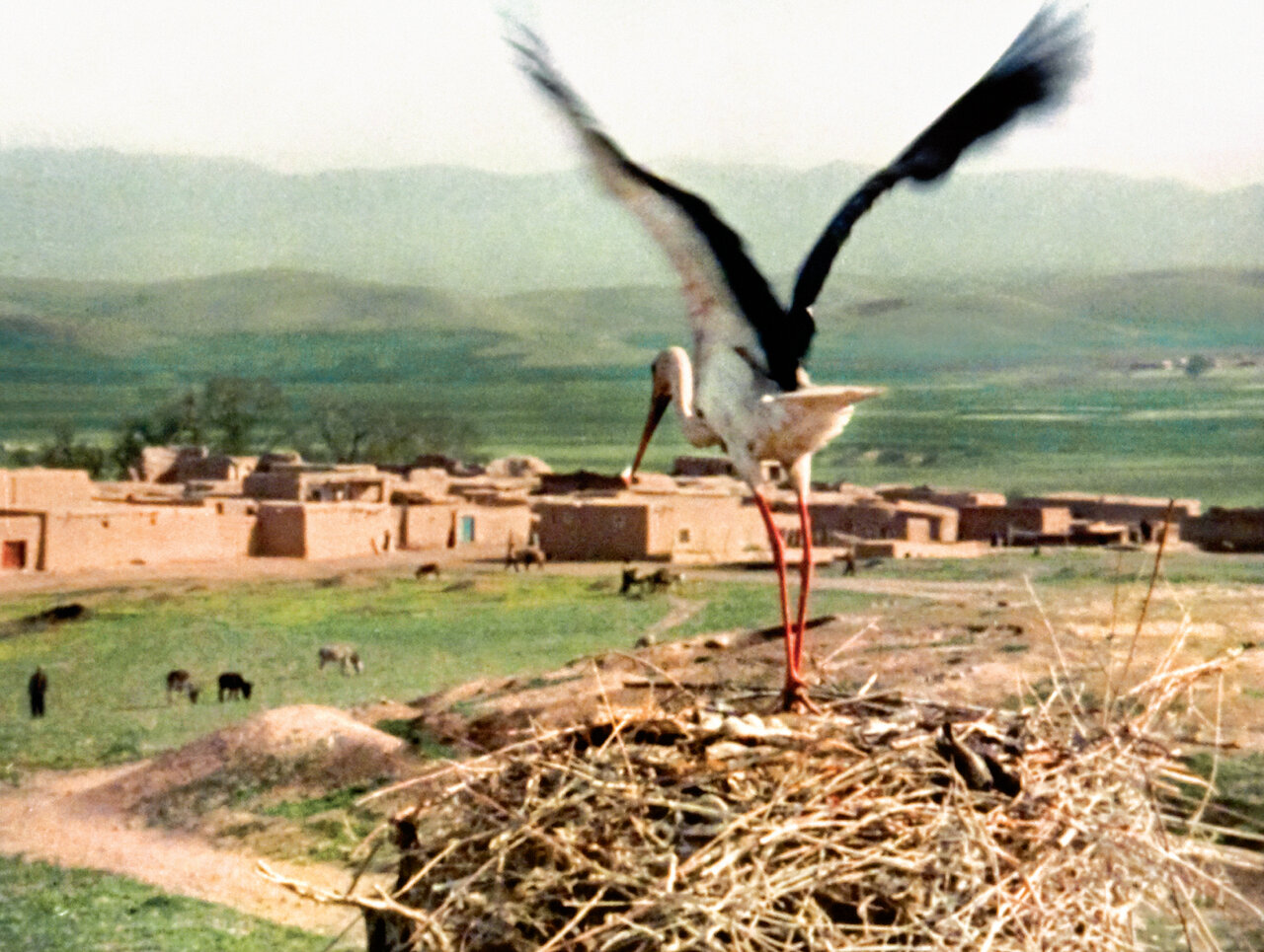 داشتن خانهای در اصفهان رویای کارگردان نامدار فرانسوی | او با باد صبا عاشق ایران شد |
نقد عجیب دولت محمدرضا شاه پهلوی به یک مستند ماندگار تاریخ ایران!