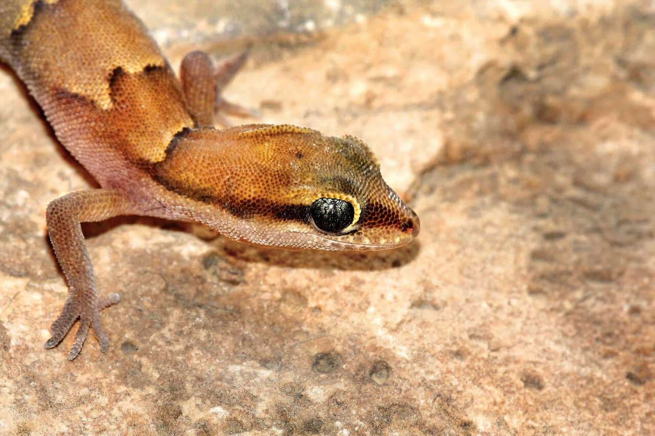 این تصاویر شما را میخکوب میکند | خاصترین خزندگان ایران را ببینید