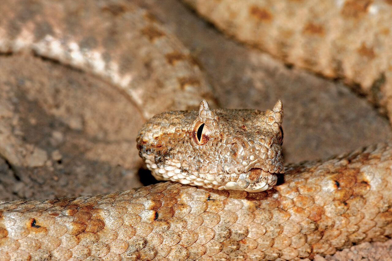 این تصاویر شما را میخکوب میکند | خاصترین خزندگان ایران را ببینید