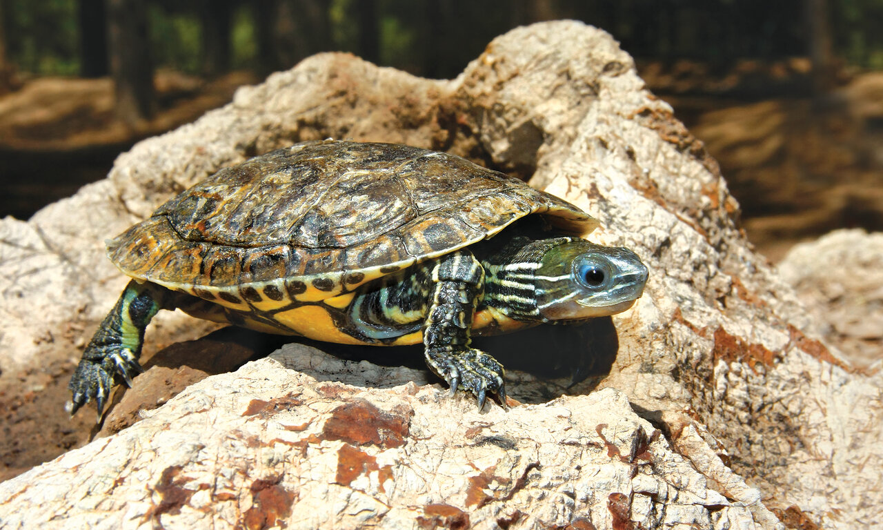 این تصاویر شما را میخکوب میکند | خاصترین خزندگان ایران را ببینید