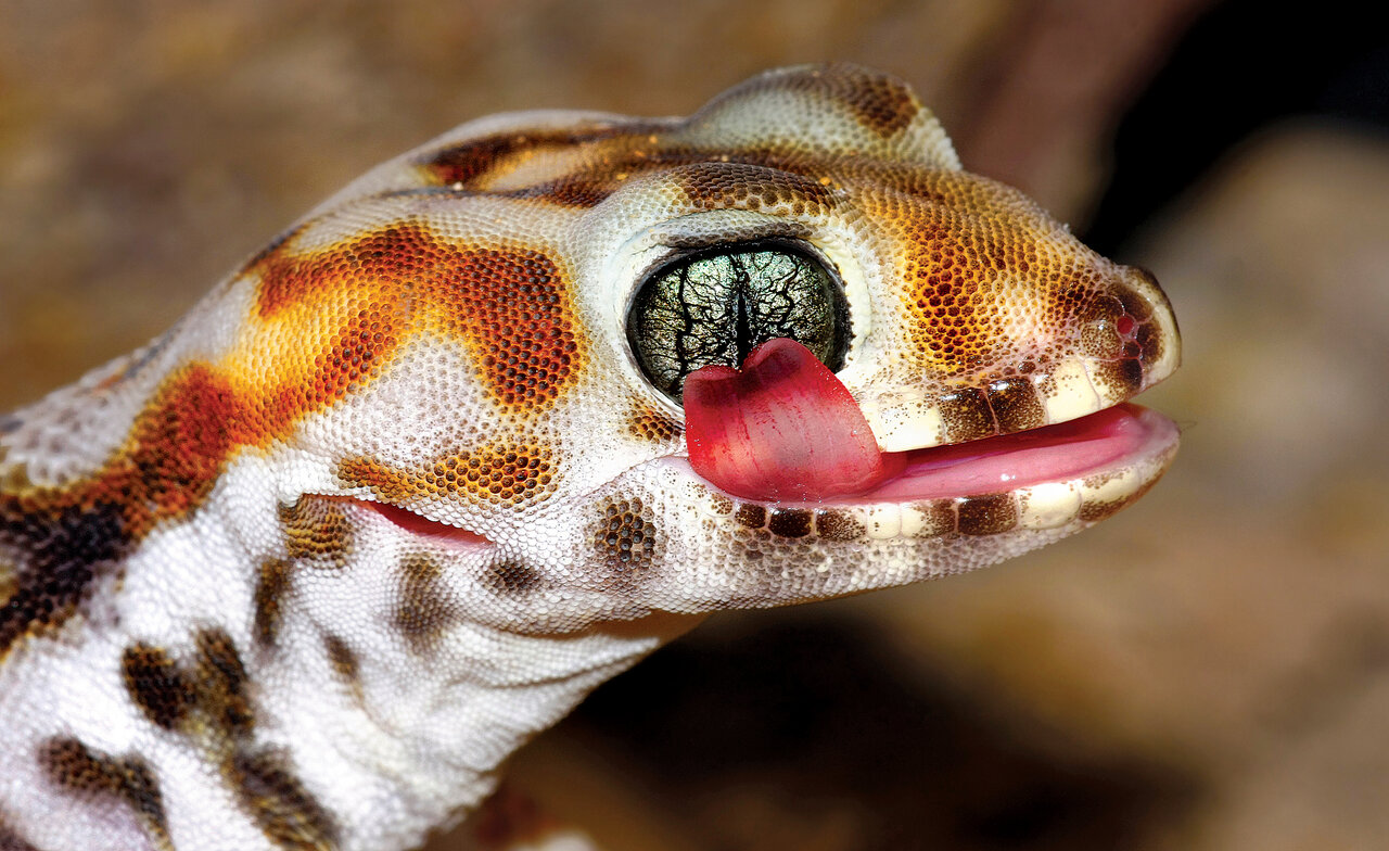 این تصاویر شما را میخکوب میکند | خاصترین خزندگان ایران را ببینید