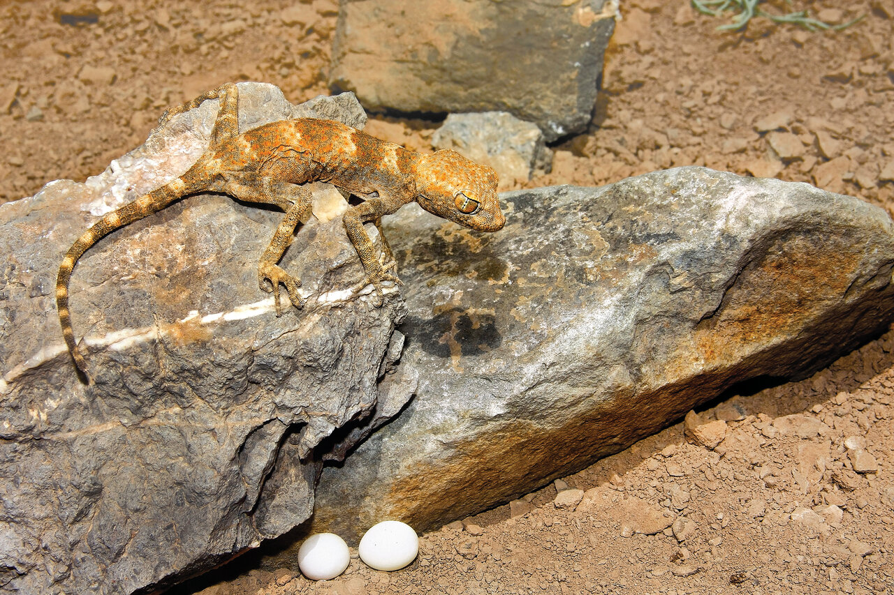 این تصاویر شما را میخکوب میکند | خاصترین خزندگان ایران را ببینید