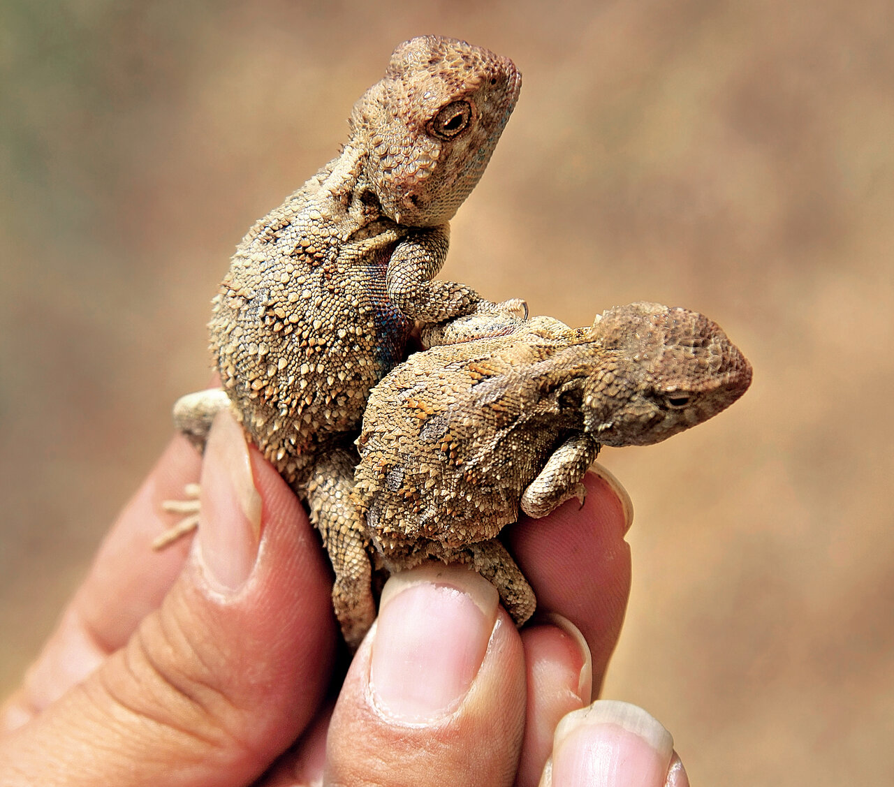 این تصاویر شما را میخکوب میکند | خاصترین خزندگان ایران را ببینید