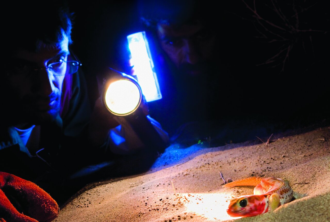 این تصاویر شما را میخکوب میکند | خاصترین خزندگان ایران را ببینید