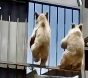 تصاویر عجیب و دیدنی بیرون آمدن خرس‌های قهوه‌ای قزوین از قفس