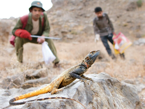 خزندگان کویری ایران