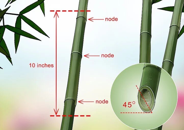 چگونه بامبو را قلمه بزنیم؟