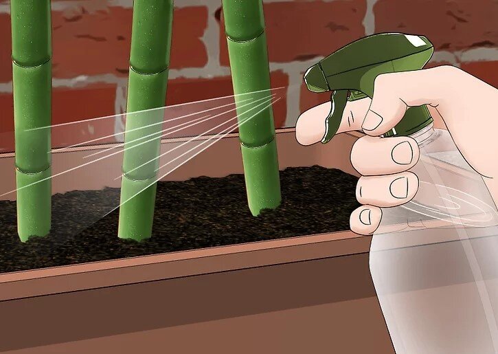 چگونه بامبو را قلمه بزنیم؟