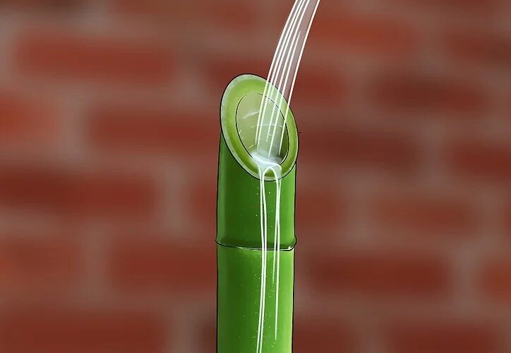 چگونه بامبو را قلمه بزنیم؟