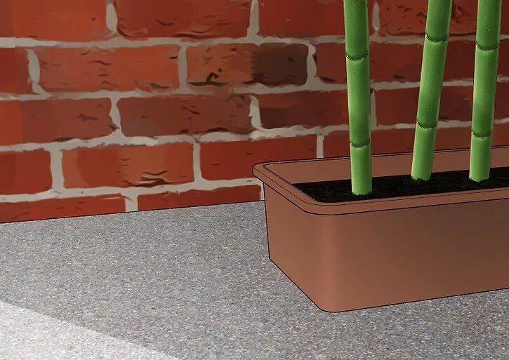 چگونه بامبو را قلمه بزنیم؟