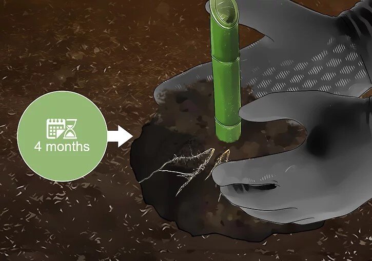 چگونه بامبو را قلمه بزنیم؟