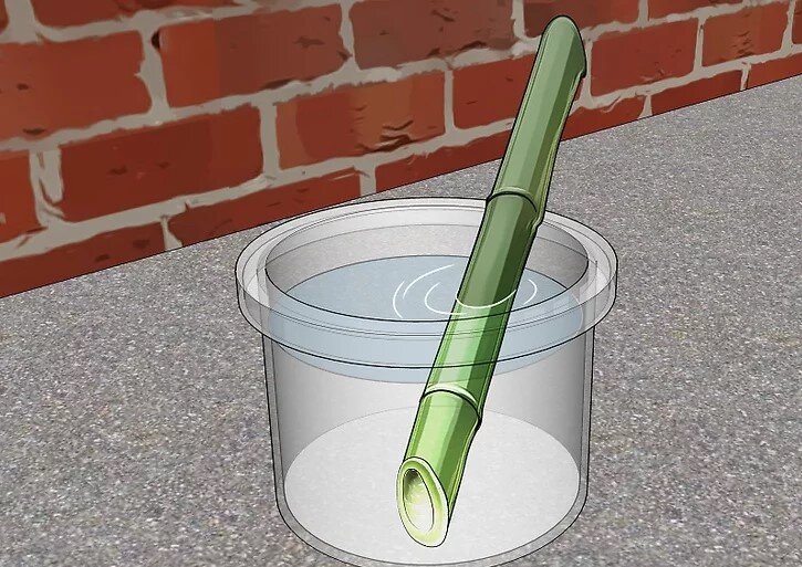 چگونه بامبو را قلمه بزنیم؟