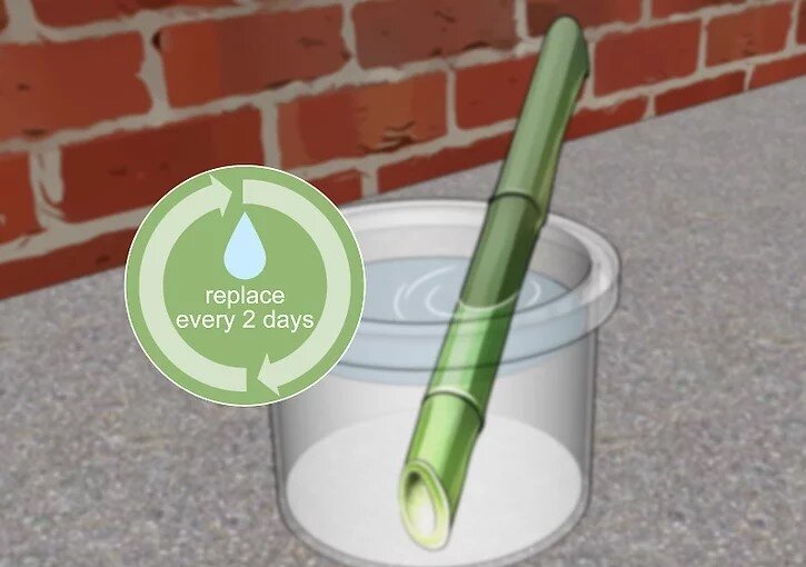 چگونه بامبو را قلمه بزنیم؟