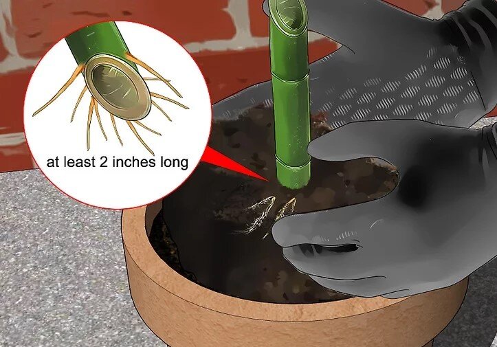 چگونه بامبو را قلمه بزنیم؟