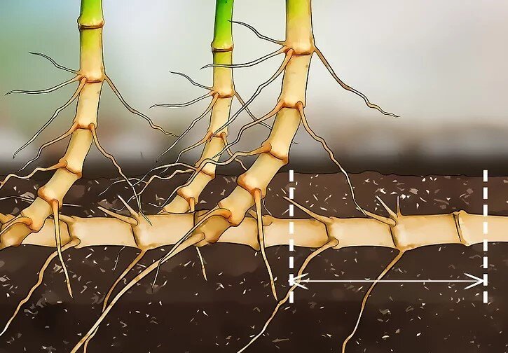 چگونه بامبو را قلمه بزنیم؟