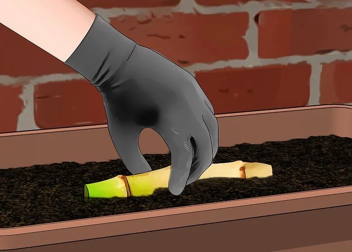 چگونه بامبو را قلمه بزنیم؟