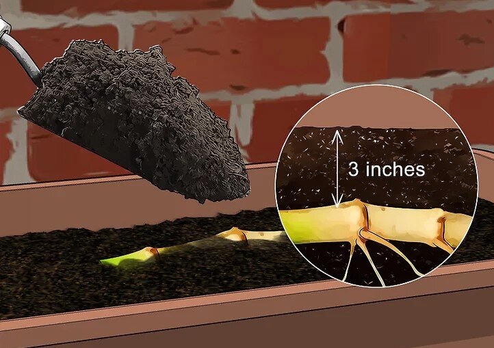 چگونه بامبو را قلمه بزنیم؟