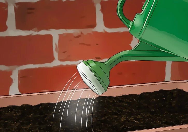 چگونه بامبو را قلمه بزنیم؟