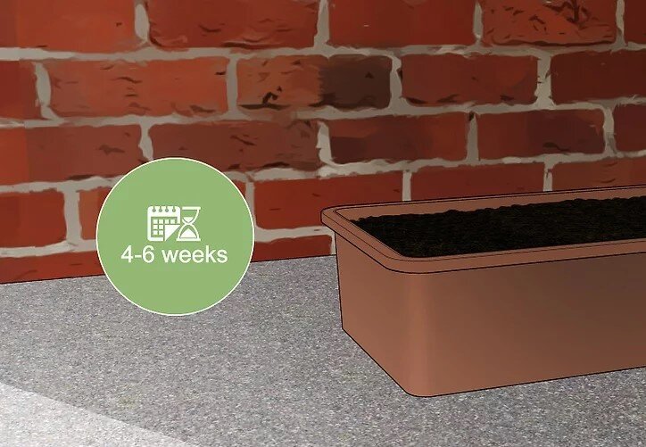 چگونه بامبو را قلمه بزنیم؟