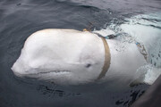 نهنگ جاسوس دوباره مشاهده شد | والدیمیر توسط نیروی دریایی روسیه آموزش دیده است؟