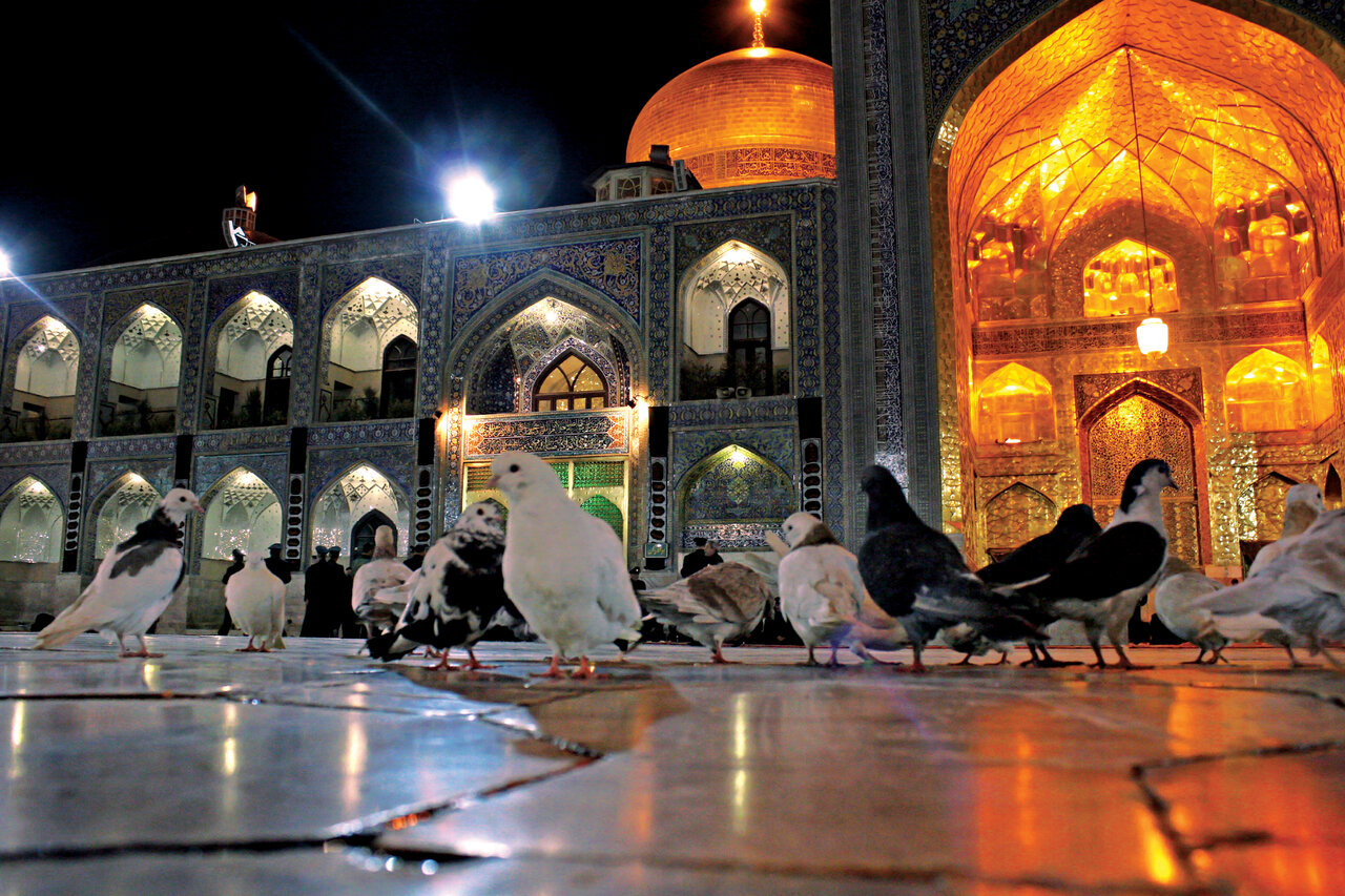 زیباترین کبوترهای ایران را ببینید