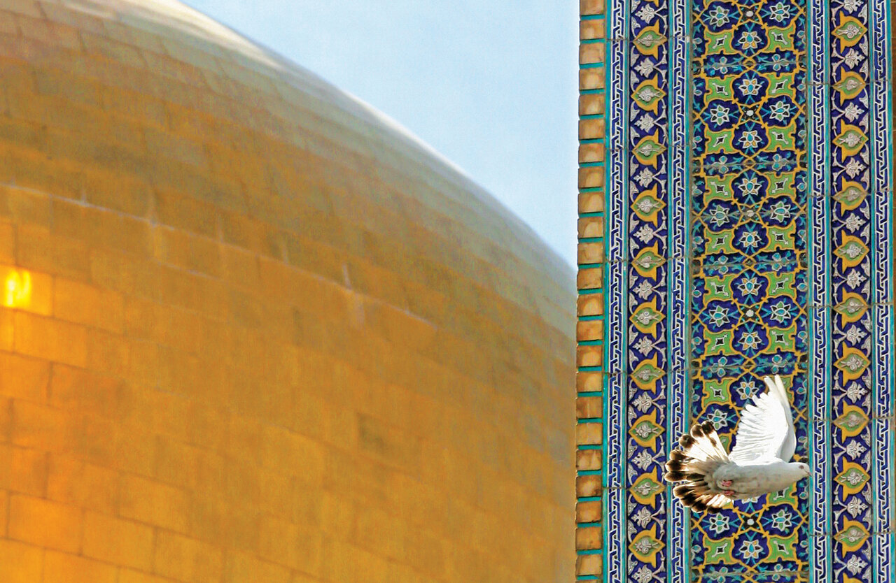 زیباترین کبوترهای ایران را ببینید