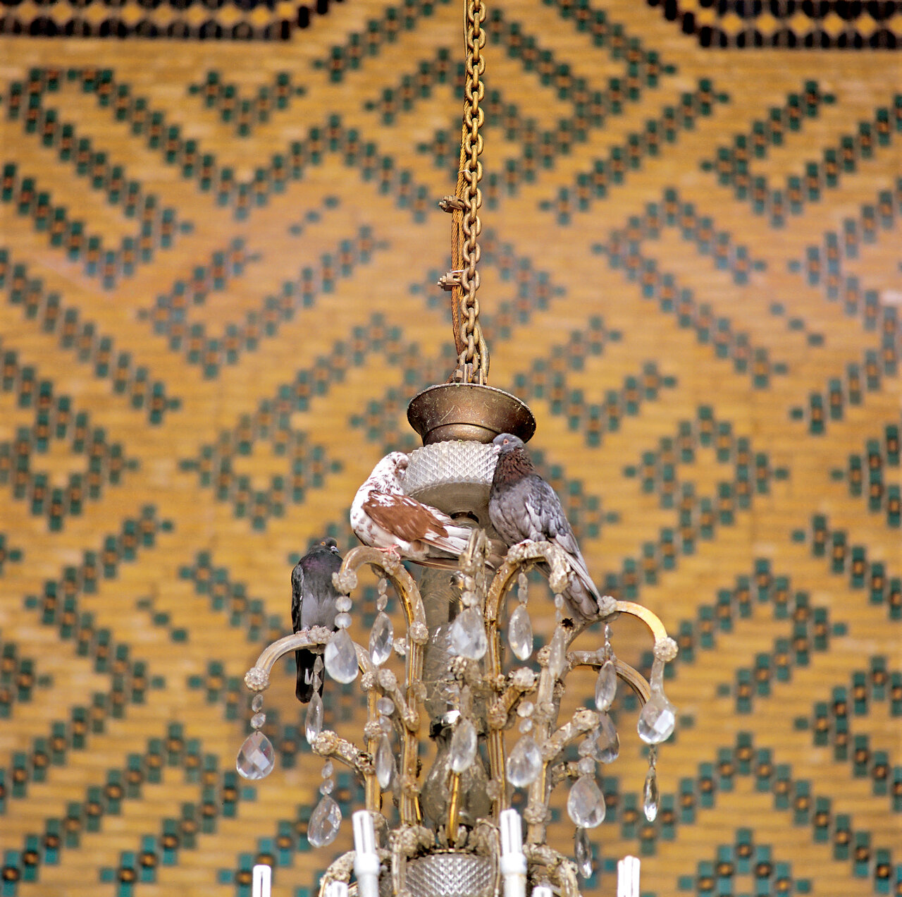 زیباترین کبوترهای ایران را ببینید